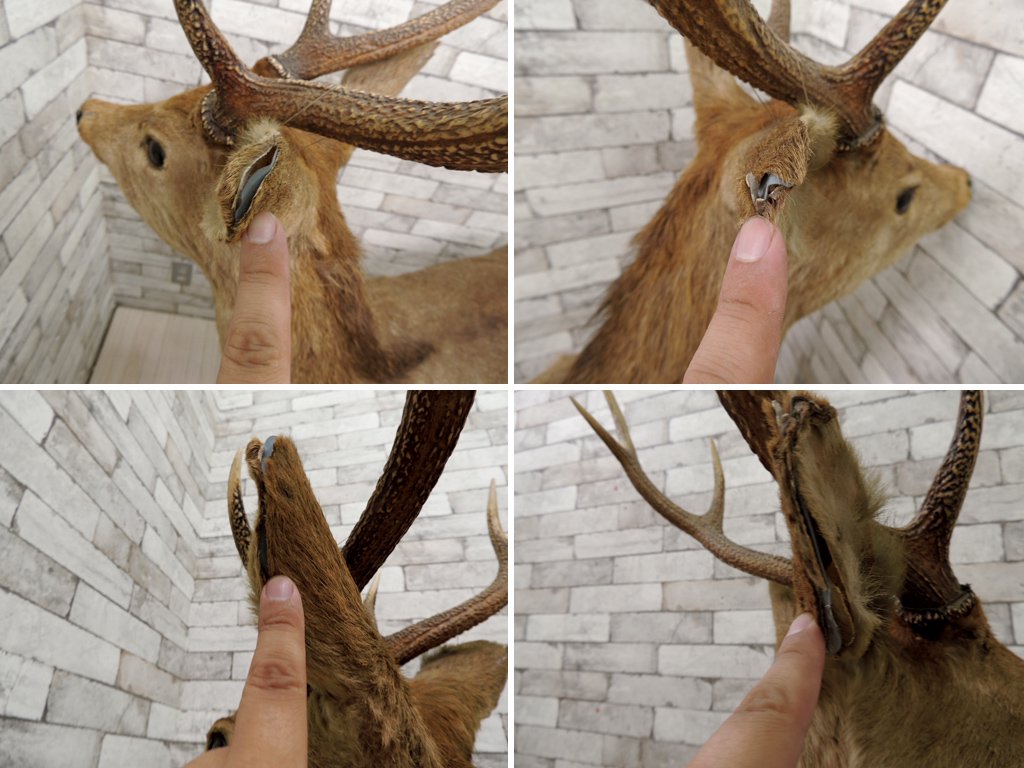 雄鹿 しか トナカイ 剥製 置物 実寸大 全身 大型 インテリア オブジェ 角 標本 動物 ●