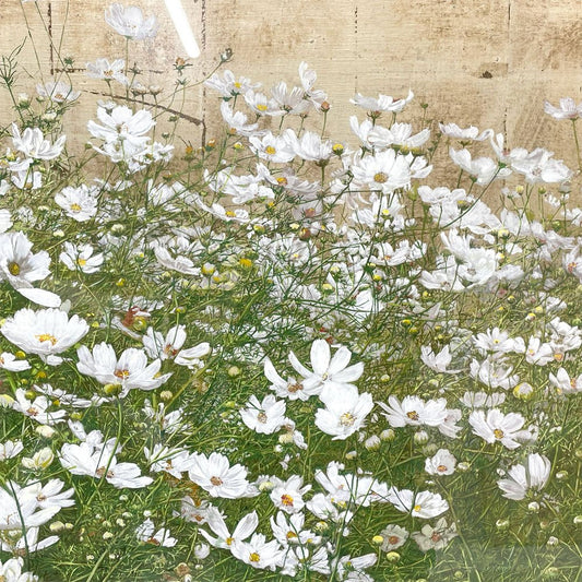 井阪仁「秋麗」油彩 F50号相当 コスモス花風景 大作 額装 約127cm 大型絵画 〓