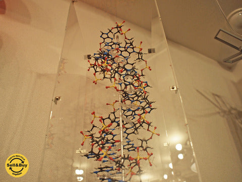 丸善 MARUZEN HGS分子構造模型 DNA組立完成模型 Z型～生き物の設計図”DNA"の神秘【買取と販売とレンタルのお店】