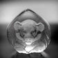 マッツ・ジョナサン Mats Jonasson クリスタル ペーパーウェイト オブジェ 子虎 Crystal Paper weight Sculpture Small tiger 置き物 北欧 ●