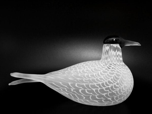 イッタラ iittala イッタラバード Species of Tern 406/3000 オイバ・トイッカ Oiva Toikka 1988-92 ●