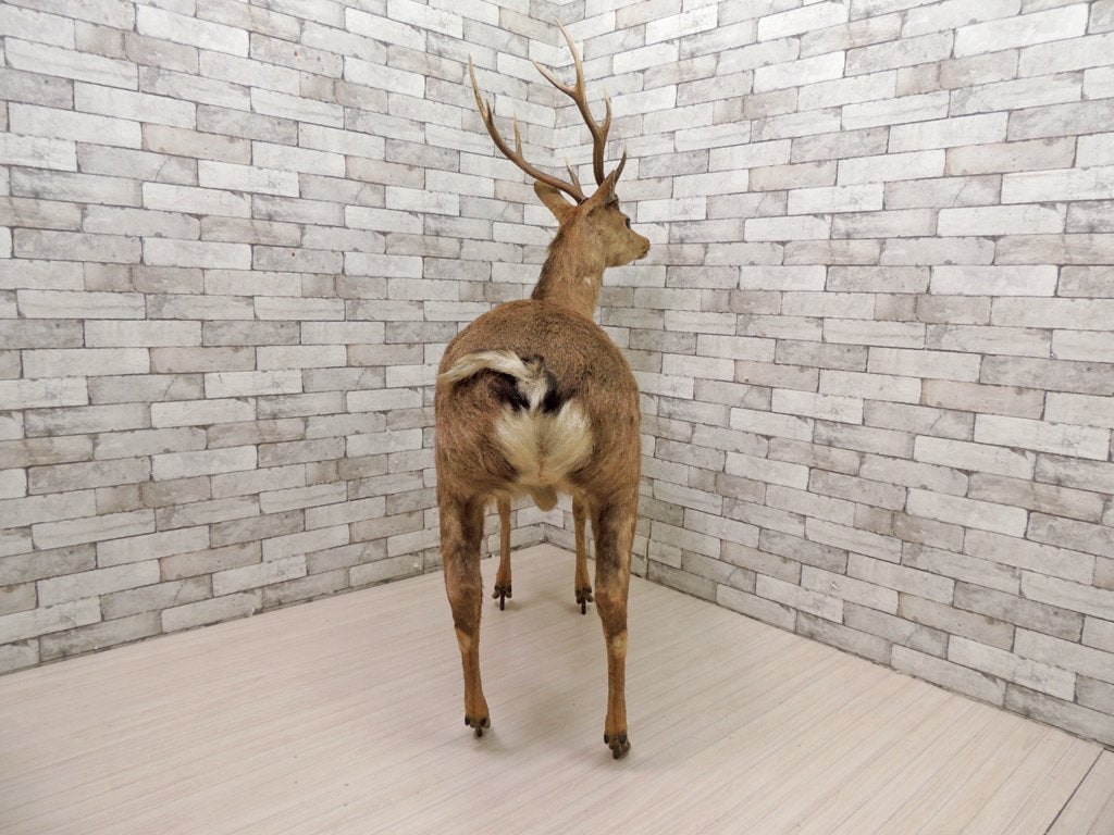 雄鹿 しか トナカイ 剥製 置物 実寸大 全身 大型 インテリア オブジェ 角 標本 動物  ●