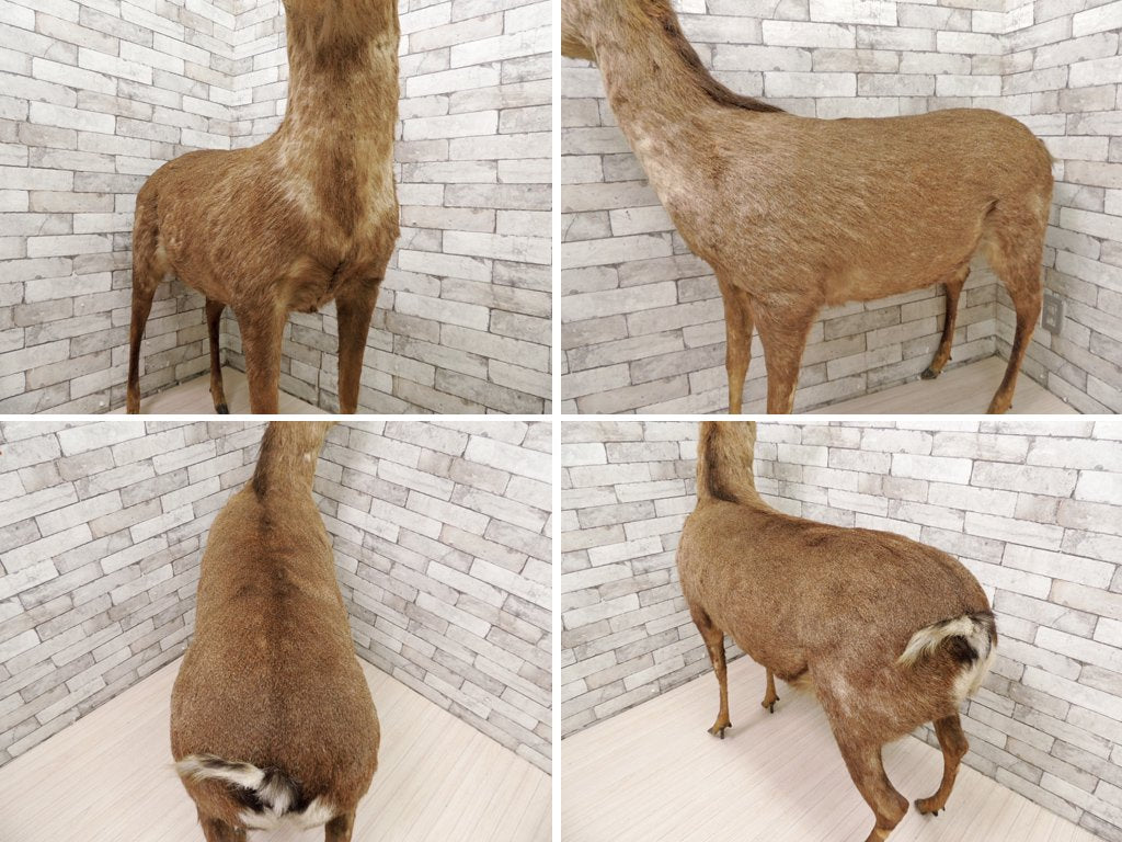 雄鹿 しか トナカイ 剥製 置物 実寸大 全身 大型 インテリア オブジェ 角 標本 動物  ●