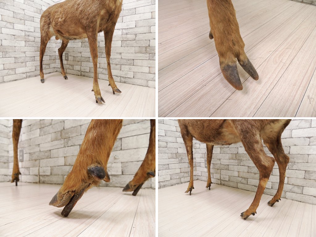 雄鹿 しか トナカイ 剥製 置物 実寸大 全身 大型 インテリア オブジェ 角 標本 動物  ●
