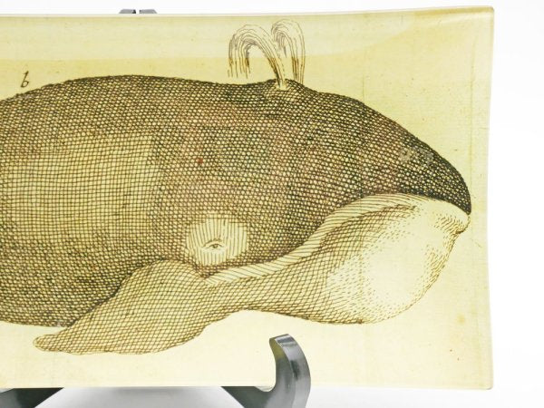 ジョンデリアン JOHN DERIAN ホエール Whale デコパージュプレート 飾り皿 クジラ 30×14.5cm アッシュペーフランス H.P. FRANCE 取扱 ●