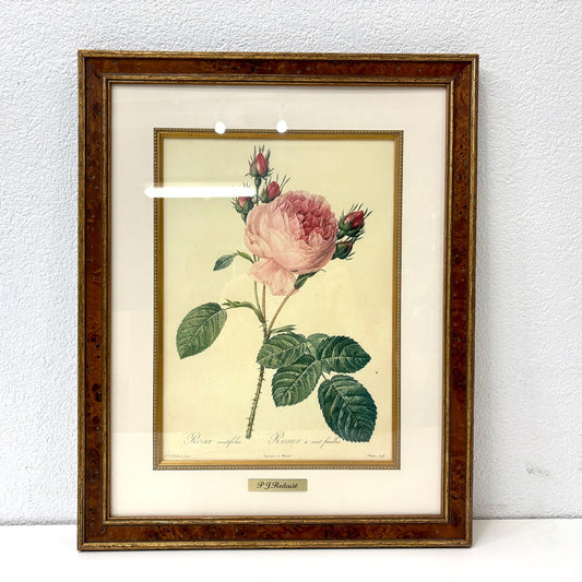 ピエール・ジョセフ・ルドゥーテ Pierre Joseph Redoute 額装アート 植物画 プリントもの 薔薇 バラ ローズ 標本画家 ベルギー画壇 植物学者 フランス 額装品 ●