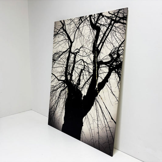 フォト ウォールアート アートフレーム パネル 白黒写真 モノトーン 樹木 mtサイン入り エディションNo.1/3 作家不明 ポスター 壁掛けインテリア ●