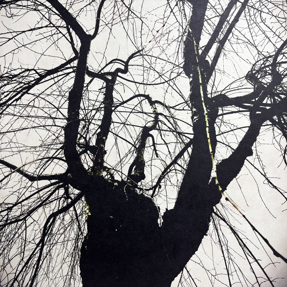 フォト ウォールアート アートフレーム パネル 白黒写真 モノトーン 樹木 mtサイン入り エディションNo.1/3 作家不明 ポスター 壁掛けインテリア ●