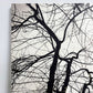 フォト ウォールアート アートフレーム パネル 白黒写真 モノトーン 樹木 mtサイン入り エディションNo.1/3 作家不明 ポスター 壁掛けインテリア ●