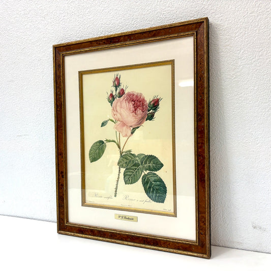 ピエール・ジョセフ・ルドゥーテ Pierre Joseph Redoute 額装アート 植物画 プリントもの 薔薇 バラ ローズ 標本画家 ベルギー画壇 植物学者 フランス 額装品 ●