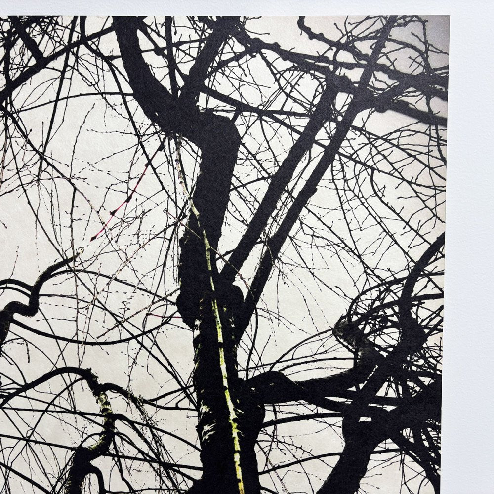 フォト ウォールアート アートフレーム パネル 白黒写真 モノトーン 樹木 mtサイン入り エディションNo.1/3 作家不明 ポスター 壁掛けインテリア ●