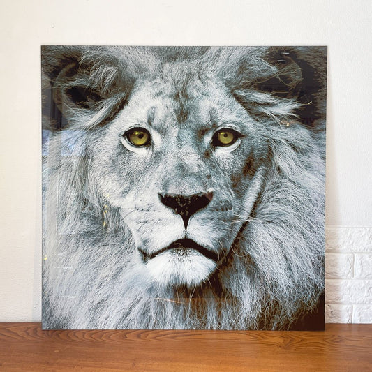 カレ KARE Picture Glass Face Lion 80x80cm 強化ガラス アートフレーム ライオン 写真 壁掛けインテリア ドイツ ◎