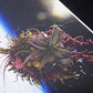 AMKK 東信 花樹研究所 EXOBIOTANICA オリジナルプリント BOUQUET #5988 2014年 証明書付き 額装品 BOTANICAL SPACE FLIGHT ●