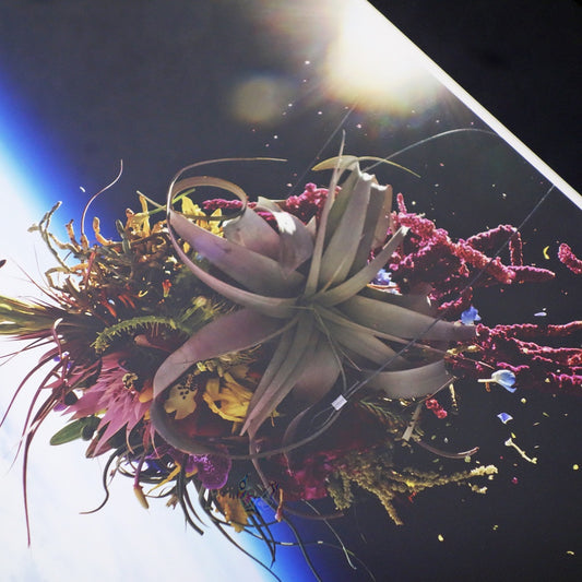 AMKK 東信 花樹研究所 EXOBIOTANICA オリジナルプリント BOUQUET #5988 2014年 証明書付き 額装品 BOTANICAL SPACE FLIGHT ●