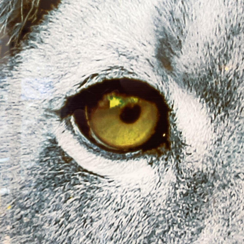 カレ KARE Picture Glass Face Lion 80x80cm 強化ガラス アートフレーム ライオン 写真 壁掛けインテリア ドイツ ◎