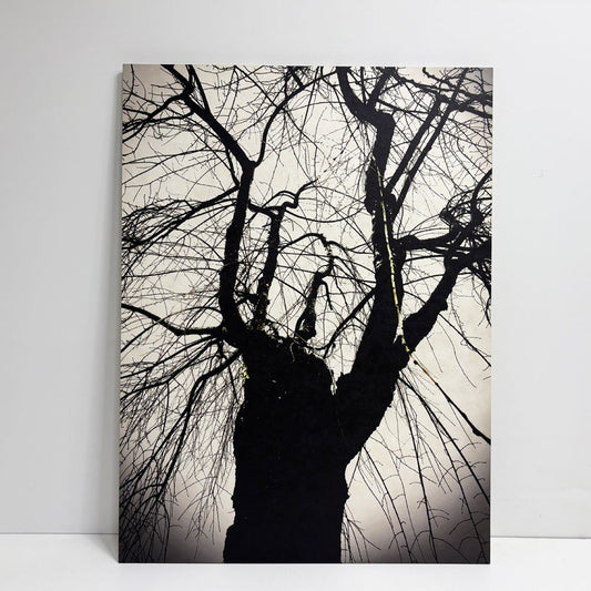 フォト ウォールアート アートフレーム パネル 白黒写真 モノトーン 樹木 mtサイン入り エディションNo.1/3 作家不明 ポスター 壁掛けインテリア ●
