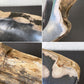 オーク ペトリファイド ウッド OAK Petrified Wood 珪化木 アクセサリートレイ 小物入れ オブジェ ウッドストーン 鉱石 ◇