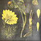 植物標本プリントポスター Botanical Specimen Print ドイツ・オーストリア・スイスの植物誌 No.237 福寿草 額装品 ♪