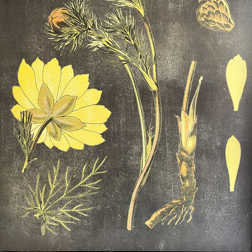 植物標本プリントポスター Botanical Specimen Print ドイツ・オーストリア・スイスの植物誌 No.237 福寿草 額装品 ♪