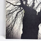 フォト ウォールアート アートフレーム パネル 白黒写真 モノトーン 樹木 mtサイン入り エディションNo.1/3 作家不明 ポスター 壁掛けインテリア ●