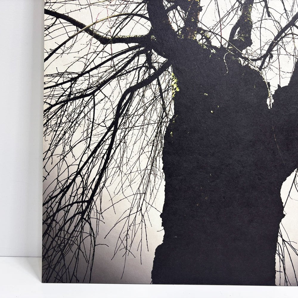 フォト ウォールアート アートフレーム パネル 白黒写真 モノトーン 樹木 mtサイン入り エディションNo.1/3 作家不明 ポスター 壁掛けインテリア ●