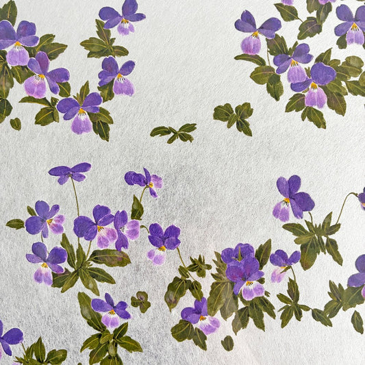 楚里勇己 Yuuki Sori スミレハナ P6号 銀箔 岩絵具 典具帖紙 神郷紙 アクリル額装品 52×38cm 日本画家 〓