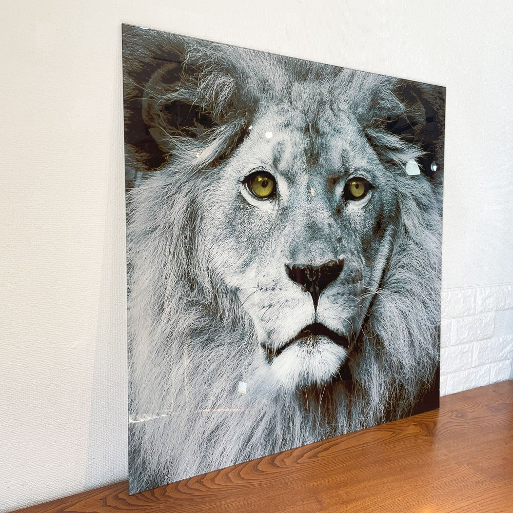 カレ KARE Picture Glass Face Lion 80x80cm 強化ガラス アートフレーム ライオン 写真 壁掛けインテリア ドイツ ◎