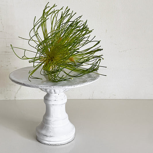 アスティエ・ド・ヴィラット Astier de Villatte レリジュ Religieuse ディッシュスタンド コンポート W12cm 陶器 フランス ■