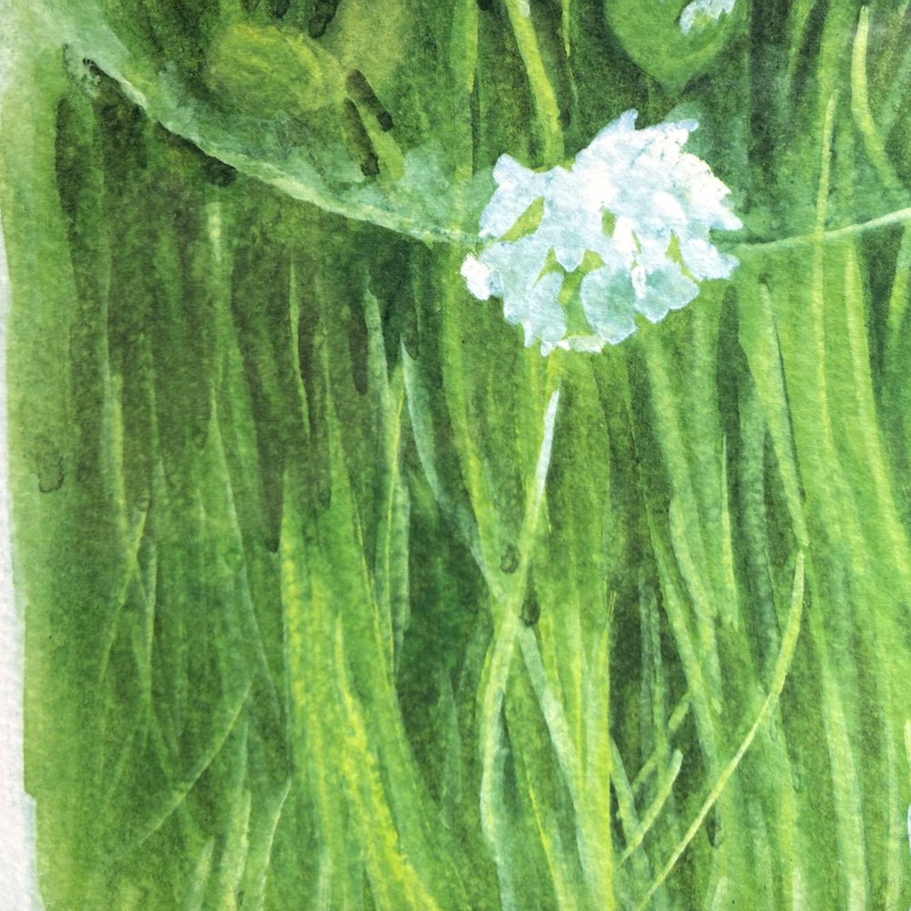 橋本不二子 クローバー シロツメクサ 版画 ラウンドドット 67×62cm 159/300 額装品 ●