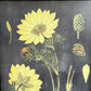 植物標本プリントポスター Botanical Specimen Print ドイツ・オーストリア・スイスの植物誌 No.237 福寿草 額装品 ♪
