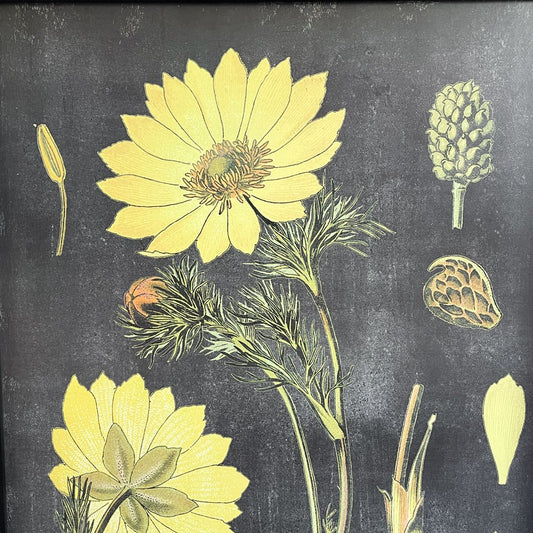 植物標本プリントポスター Botanical Specimen Print ドイツ・オーストリア・スイスの植物誌 No.237 福寿草 額装品 ♪