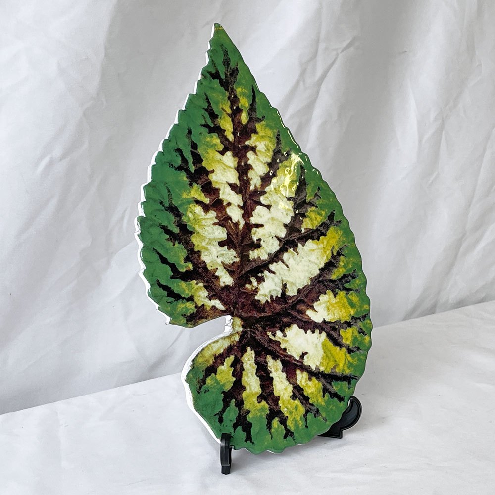 アスティエ・ド・ヴィラット Astier de Villatte ジョン・デリアン John Derian トロピカルリーフ リーフプラッター W28.5cm フランス ◇