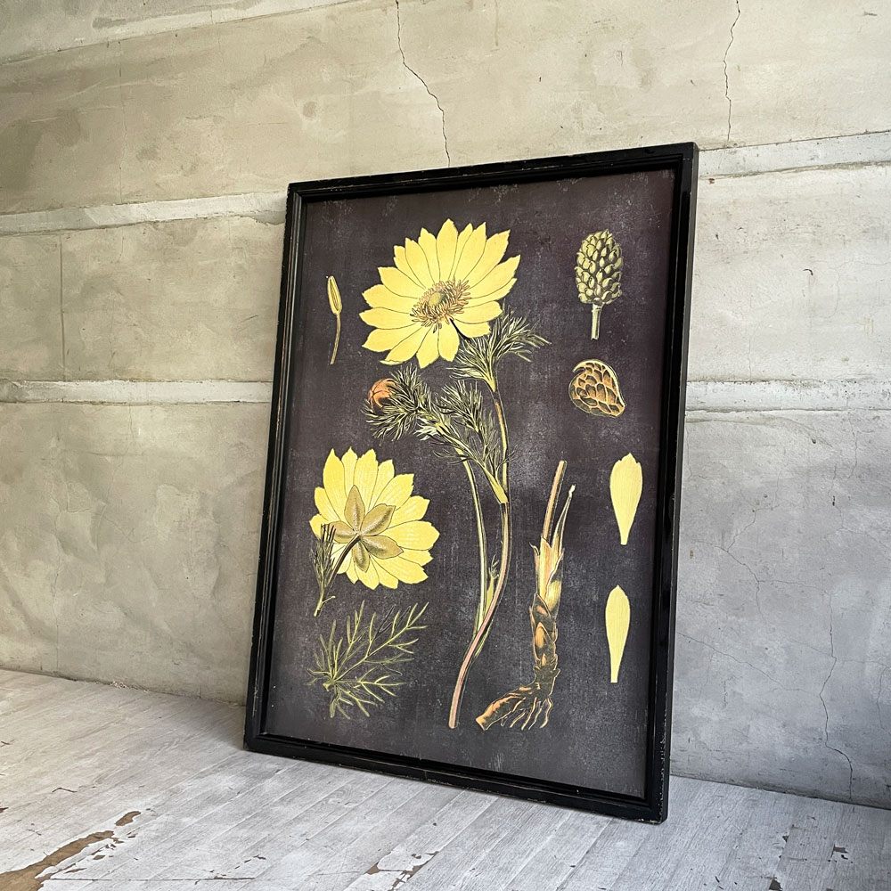 植物標本プリントポスター Botanical Specimen Print ドイツ・オーストリア・スイスの植物誌 No.237 福寿草 額装品 ♪